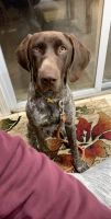 German Shorthaired Pointer Puppies for sale in 38211 Forsdale Dr, Sterling Heights, MI 48310, USA. price: NA
