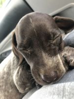 German Shorthaired Pointer Puppies for sale in 4189 Miles Johnson Pkwy, Spring Hill, TN 37174, USA. price: NA