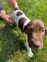 German Shorthaired Pointer Puppies for sale in Peninsula, OH 44264, USA. price: NA