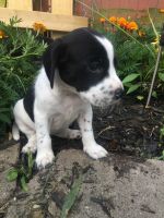 German Shorthaired Pointer Puppies for sale in Polk, OH 44866, USA. price: NA