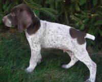 German Shorthaired Pointer Puppies for sale in Atlanta, GA 30303, USA. price: NA