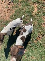 German Shorthaired Pointer Puppies for sale in San Antonio, TX, USA. price: NA