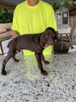 German Shorthaired Pointer Puppies for sale in Marysville, OH 43040, USA. price: NA