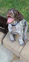 German Shorthaired Pointer Puppies for sale in Depew, NY, USA. price: NA