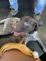 German Shorthaired Pointer Puppies for sale in 1660 Wallace Ave, Bronx, NY 10462, USA. price: NA