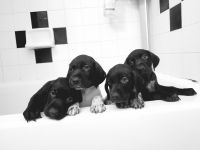 German Shorthaired Pointer Puppies for sale in New York, NY, USA. price: NA