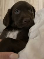 German Shorthaired Pointer Puppies for sale in Corona, CA 92881, USA. price: NA