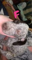 German Shorthaired Pointer Puppies for sale in Liberty, TX, USA. price: NA