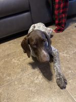 German Shorthaired Pointer Puppies for sale in Killeen, TX, USA. price: NA