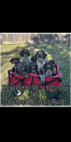 German Shorthaired Pointer Puppies for sale in Victoria, TX, USA. price: NA