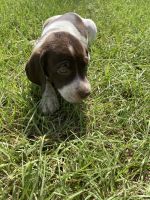 German Shorthaired Pointer Puppies for sale in Andalusia, AL, USA. price: NA