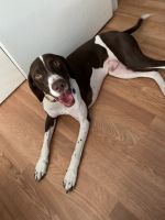 German Shorthaired Pointer Puppies for sale in 5971 Gingerwood Ct, Kearns, UT 84118, USA. price: NA