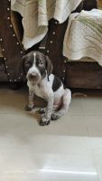 German Shorthaired Pointer Puppies for sale in Jain Bazar Rd, Jammu 180001. price: 35000 INR
