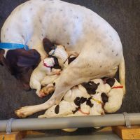 German Shorthaired Pointer Puppies for sale in New Richmond, WI 54017, USA. price: NA