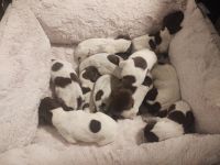 German Shorthaired Pointer Puppies for sale in Home, PA 15747, USA. price: NA