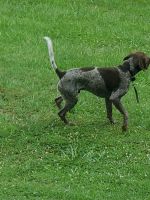 German Shorthaired Pointer Puppies for sale in Linden, VA 22642, USA. price: NA