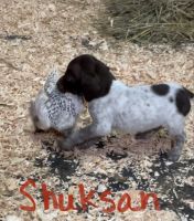 German Shorthaired Pointer Puppies for sale in Mt Vernon, WA, USA. price: NA