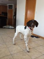 German Shorthaired Pointer Puppies for sale in Olympia Fields, IL, USA. price: NA