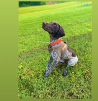 German Shorthaired Pointer Puppies for sale in Dallas, TX, USA. price: NA