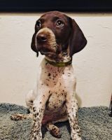 German Shorthaired Pointer Puppies for sale in Oxnard, CA 93033, USA. price: NA