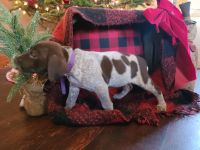 German Shorthaired Pointer Puppies for sale in Gettysburg, PA 17325, USA. price: NA