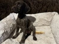 German Shorthaired Pointer Puppies for sale in Home, PA 15747, USA. price: NA
