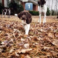 German Shorthaired Pointer Puppies for sale in Prattville, AL, USA. price: NA