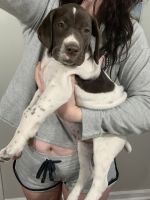 German Shorthaired Pointer Puppies for sale in Hixson Pike, Chattanooga, TN, USA. price: NA