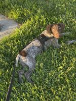 German Shorthaired Pointer Puppies for sale in Homestead, FL, USA. price: NA