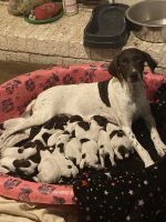 German Shorthaired Pointer Puppies for sale in Knoxville, TN, USA. price: NA