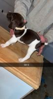 German Shorthaired Pointer Puppies for sale in Catlin, IL 61817, USA. price: NA