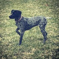 German Shorthaired Pointer Puppies for sale in Charlotte, NC, USA. price: NA