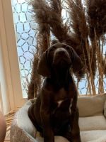 German Shorthaired Pointer Puppies for sale in Pasco, WA 99301, USA. price: NA