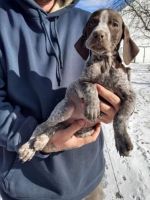 German Shorthaired Pointer Puppies for sale in Mifflinburg, PA 17844, USA. price: NA