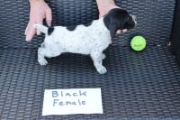 German Shorthaired Pointer Puppies for sale in Canton, GA, USA. price: NA