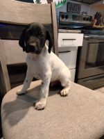 German Shorthaired Pointer Puppies for sale in Lucasville, OH 45648, USA. price: NA