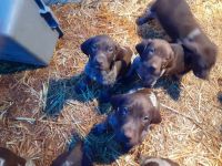 German Shorthaired Pointer Puppies for sale in Yakima, WA, USA. price: NA