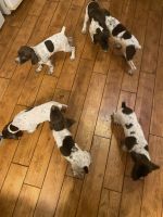 German Shorthaired Pointer Puppies for sale in Cylinder, IA 50528, USA. price: NA