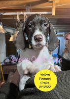German Shorthaired Pointer Puppies for sale in Bloomfield, IA 52537, USA. price: NA
