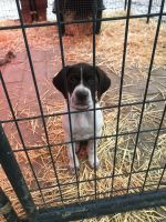 German Shorthaired Pointer Puppies for sale in Star, ID 83669, USA. price: NA