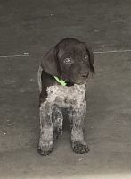 German Shorthaired Pointer Puppies for sale in Algona, IA 50511, USA. price: NA