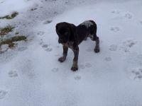 German Shorthaired Pointer Puppies for sale in Brandon, VT 05733, USA. price: NA