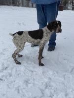 German Shorthaired Pointer Puppies for sale in Reedsville, OH 45772, USA. price: NA