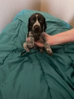 German Shorthaired Pointer Puppies for sale in Tulare, CA 93274, USA. price: NA