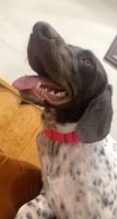 German Shorthaired Pointer Puppies for sale in Sterling Heights, MI, USA. price: NA