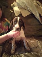 German Shorthaired Pointer Puppies for sale in Hope, NY 12134, USA. price: NA