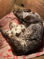German Shorthaired Pointer Puppies for sale in Auburn, KY 42206, USA. price: NA