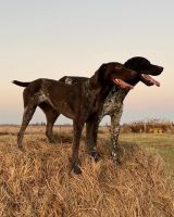 German Shorthaired Pointer Puppies for sale in Clarinda, IA 51632, USA. price: NA