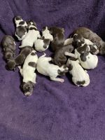 German Shorthaired Pointer Puppies for sale in Gilman, IA 50106, USA. price: NA