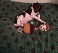 German Shorthaired Pointer Puppies for sale in Redwood Falls, MN 56283, USA. price: NA